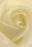 The image draws you intimately into the heart of a cream-white rose, as though you are sheltering within its whisper-light petals. Each layer, delicately unfurled, creates a gentle spiral that invites the imagination to linger in its soft embrace. The atmosphere is awash with natural light, reminiscent of early mornings in Bickley when mist and sunlight mingle across the grass of Whitehall Recreation Ground. Shadows nestle between the folds, imparting a sense of quiet drama and peaceful solitude-a visual poem of tranquility. This rose, chosen by a careful hand, embodies sincerity and reverence; it is well-suited for both honoring cherished memories and celebrating new beginnings with grace. The understated fragrance seems almost tangible, floating on the breeze as though it eases the heart with every breath. Beyond its beauty, the flower tells a story of care and thoughtful curation by local florists who understand the language of emotion woven into every petal. It is a bloom that gives voice to sympathy, admiration, or hope, and is a perfect centerpiece for special moments in the heart of Bickley, delivered with the unmistakable artistry found only at Bickley Florist.